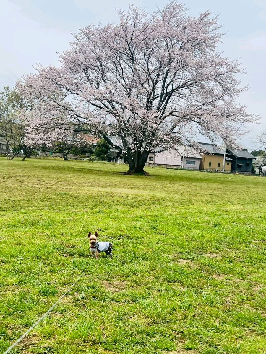 写真7