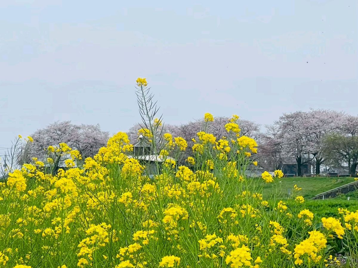 写真6